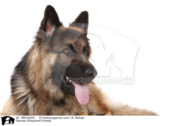 German Shepherd Portrait / RR-40354