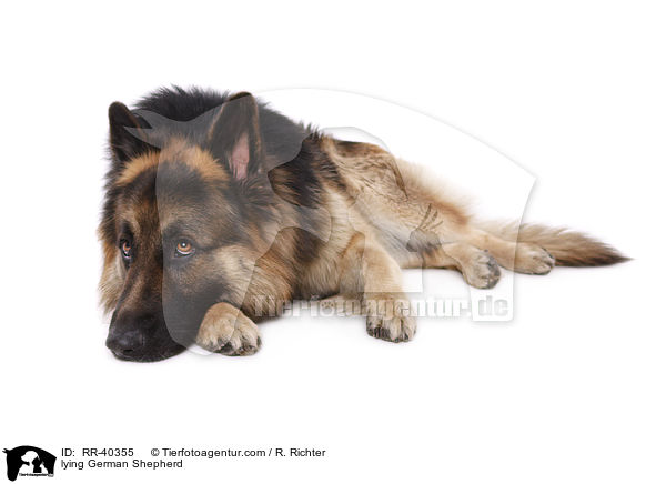 lying German Shepherd / RR-40355