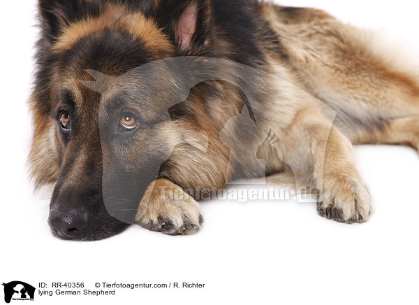 lying German Shepherd / RR-40356