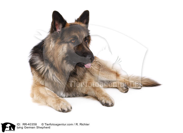 lying German Shepherd / RR-40358