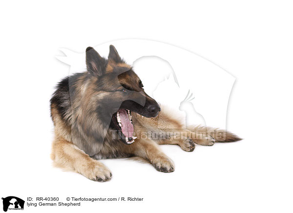 lying German Shepherd / RR-40360