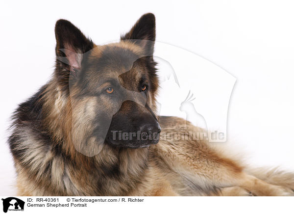 German Shepherd Portrait / RR-40361