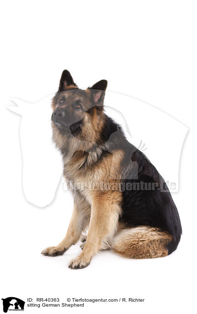 sitting German Shepherd / RR-40363