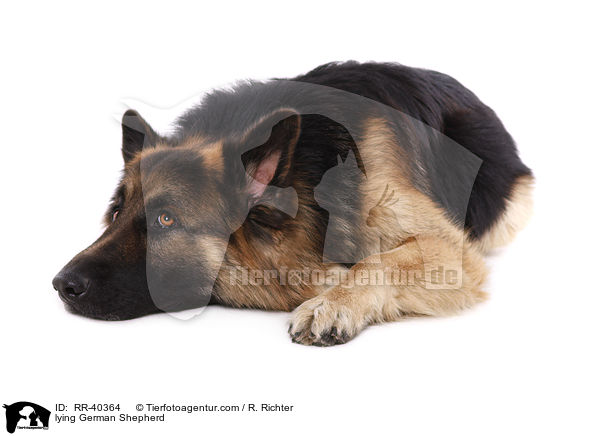 lying German Shepherd / RR-40364