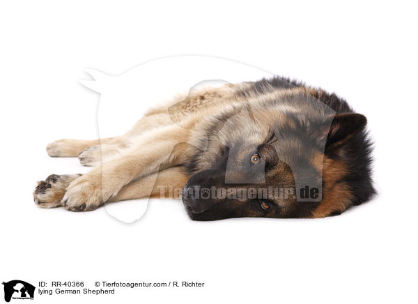 lying German Shepherd / RR-40366