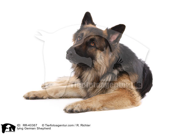 lying German Shepherd / RR-40367