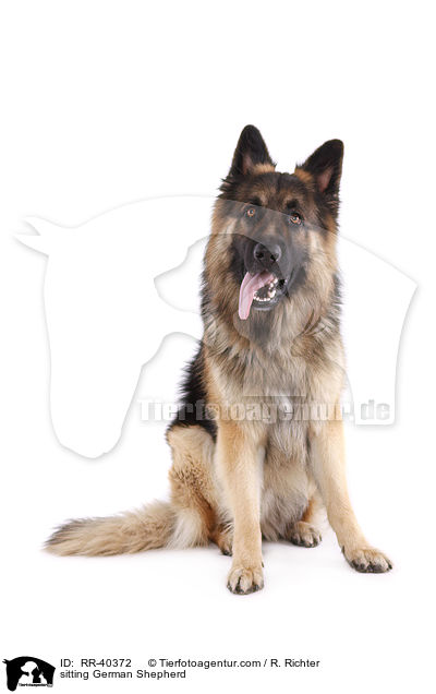 sitting German Shepherd / RR-40372
