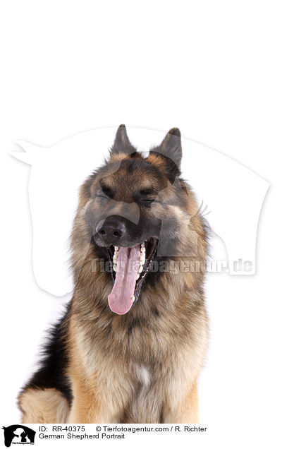 Deutscher Schferhund Portrait / German Shepherd Portrait / RR-40375