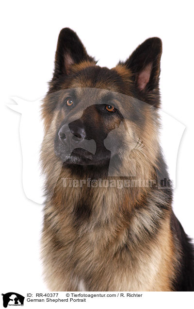 German Shepherd Portrait / RR-40377