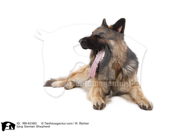 lying German Shepherd / RR-40380