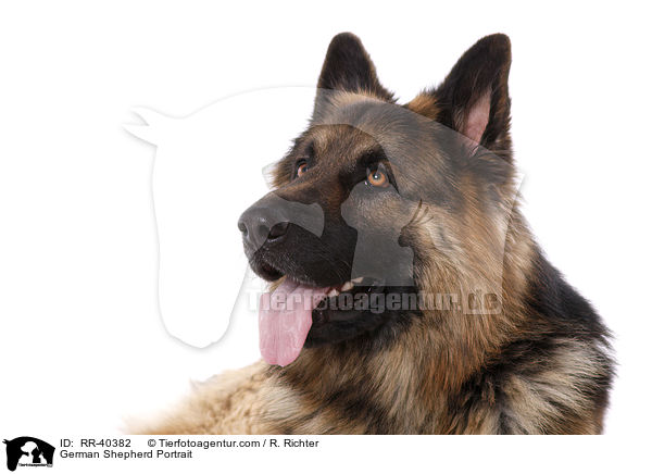 German Shepherd Portrait / RR-40382