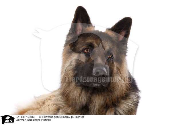 German Shepherd Portrait / RR-40383