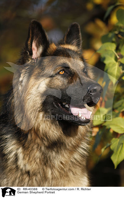 German Shepherd Portrait / RR-40388