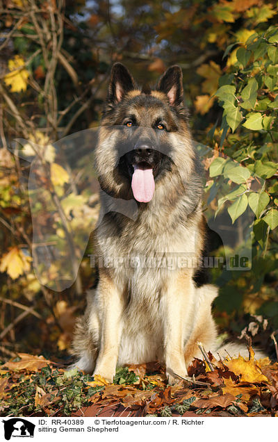 sitting German Shepherd / RR-40389