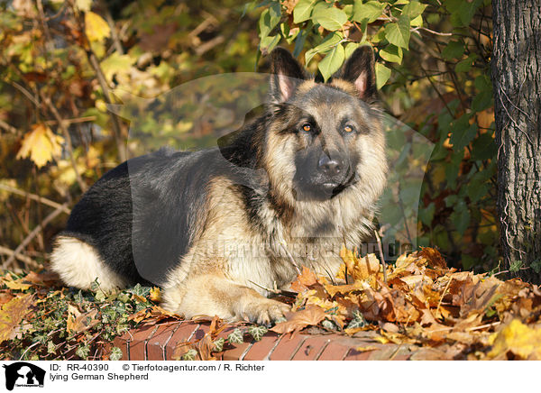 lying German Shepherd / RR-40390