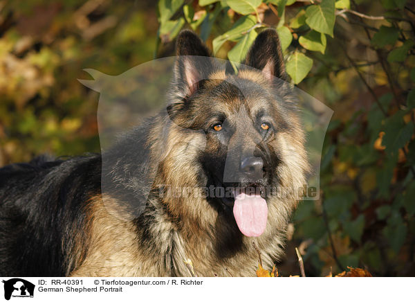 German Shepherd Portrait / RR-40391