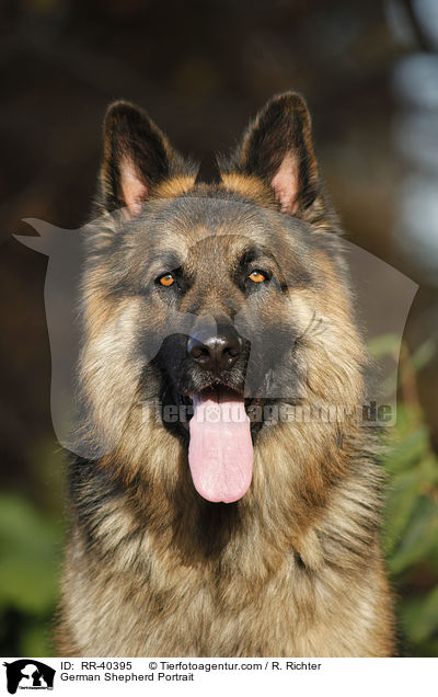 German Shepherd Portrait / RR-40395