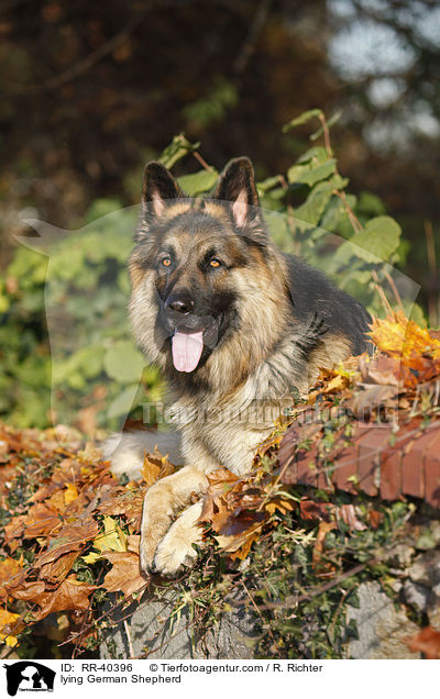 lying German Shepherd / RR-40396