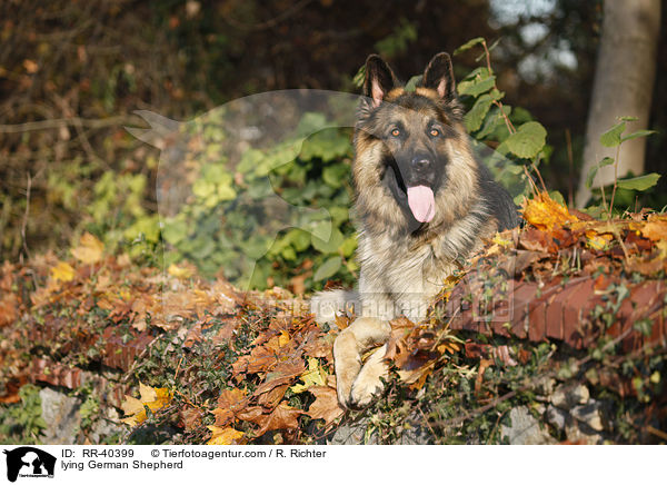 lying German Shepherd / RR-40399