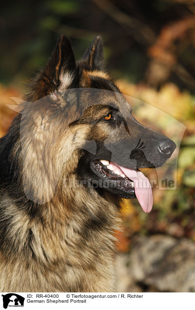 German Shepherd Portrait / RR-40400