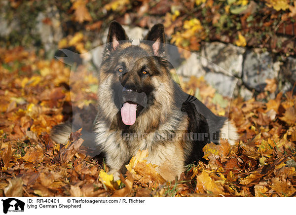 lying German Shepherd / RR-40401