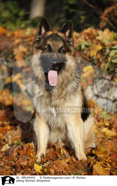 sitting German Shepherd / RR-40402