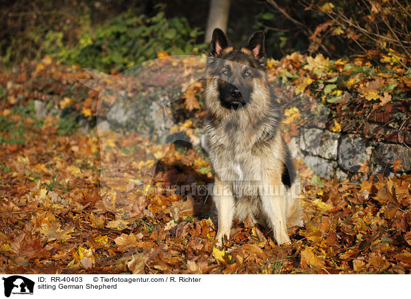 sitting German Shepherd / RR-40403