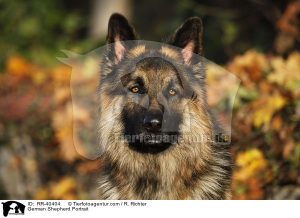 German Shepherd Portrait / RR-40404