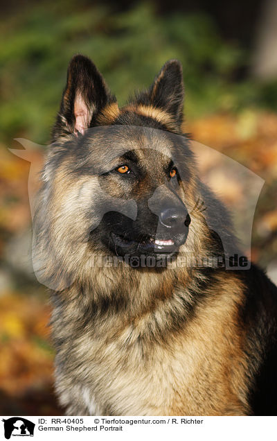 German Shepherd Portrait / RR-40405