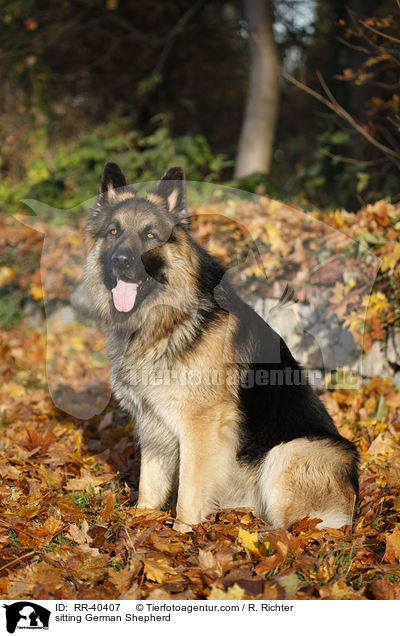 sitting German Shepherd / RR-40407