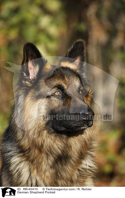 German Shepherd Portrait / RR-40410