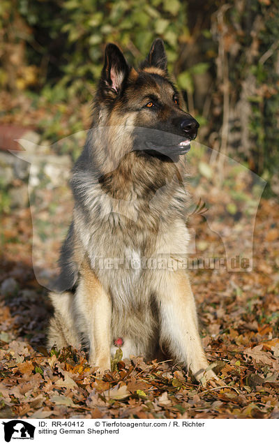 sitting German Shepherd / RR-40412