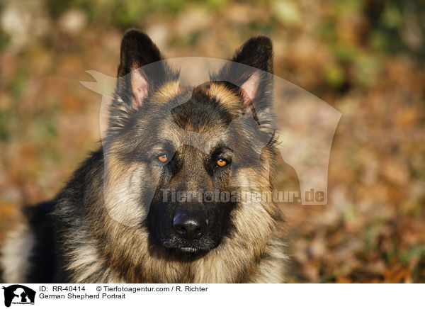 German Shepherd Portrait / RR-40414