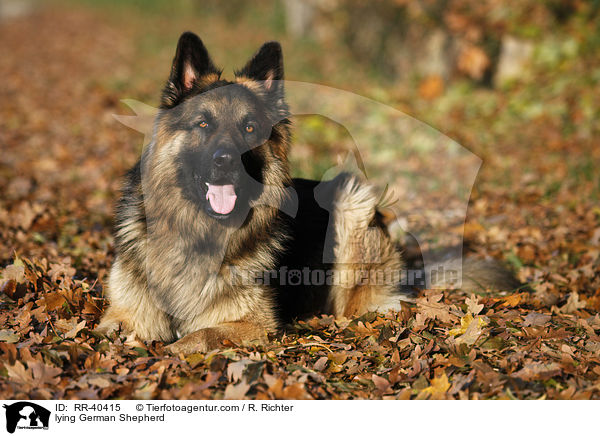 lying German Shepherd / RR-40415