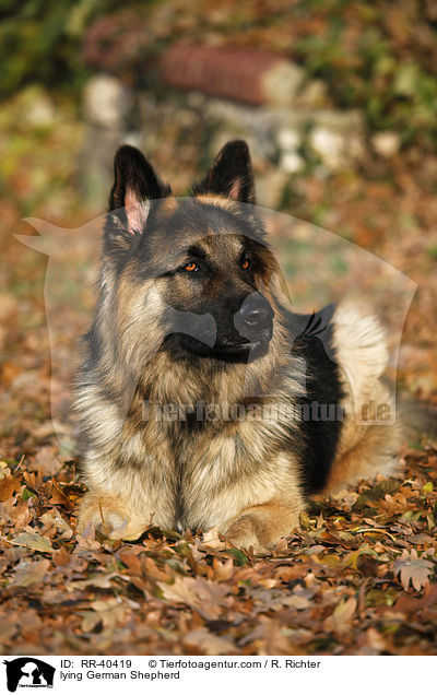 lying German Shepherd / RR-40419