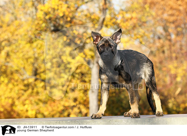 young German Shepherd / JH-13911