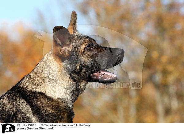 young German Shepherd / JH-13913