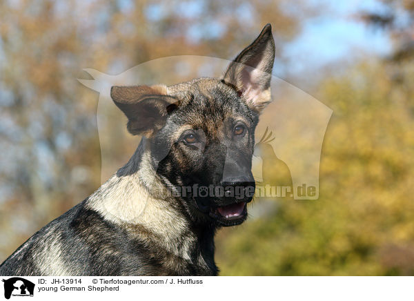 young German Shepherd / JH-13914