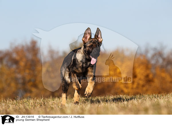 young German Shepherd / JH-13916