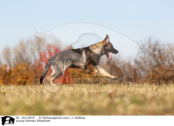 young German Shepherd / JH-13918