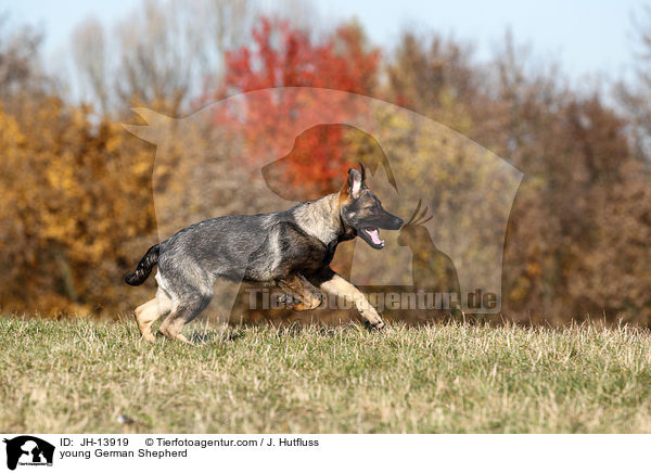 young German Shepherd / JH-13919