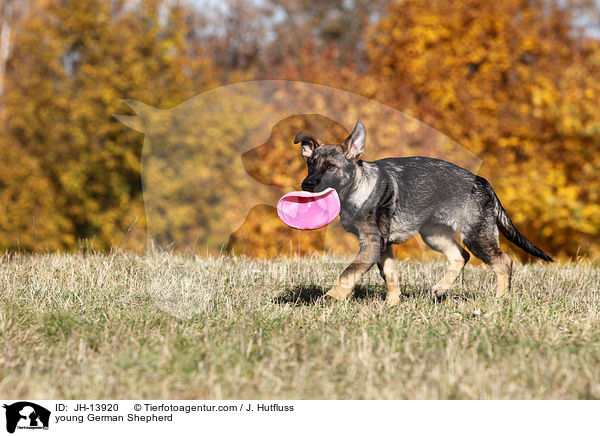 young German Shepherd / JH-13920