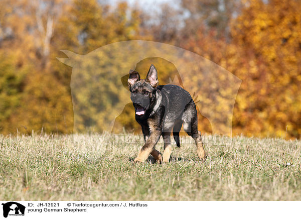 young German Shepherd / JH-13921