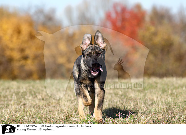 young German Shepherd / JH-13924