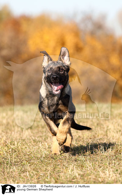 young German Shepherd / JH-13926