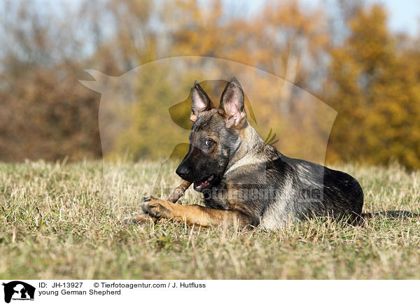 young German Shepherd / JH-13927