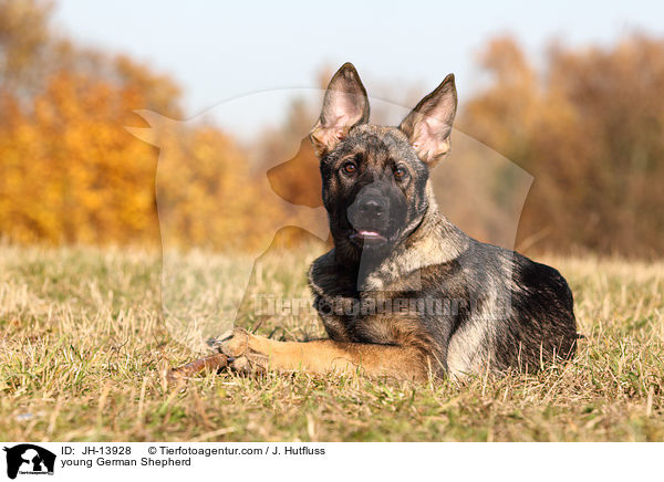 young German Shepherd / JH-13928
