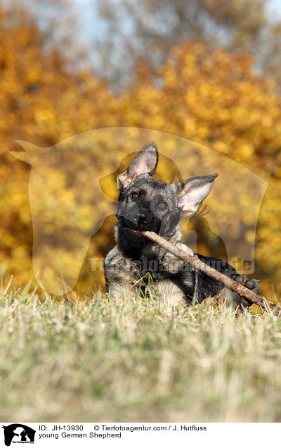 young German Shepherd / JH-13930