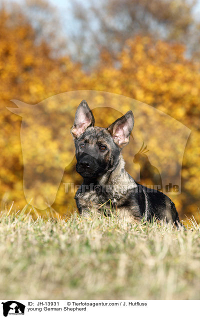 young German Shepherd / JH-13931
