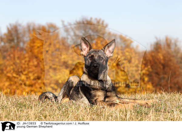 young German Shepherd / JH-13933